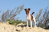 FOX TERRIER POIL LISSE 102